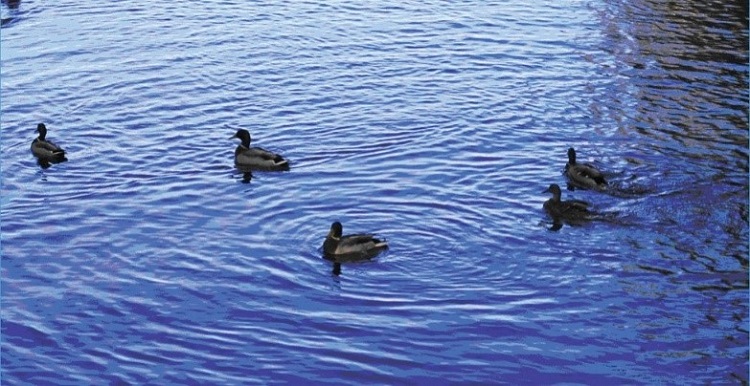 ducks  loligagging in a blue pond