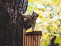 isus_blog-squirrel